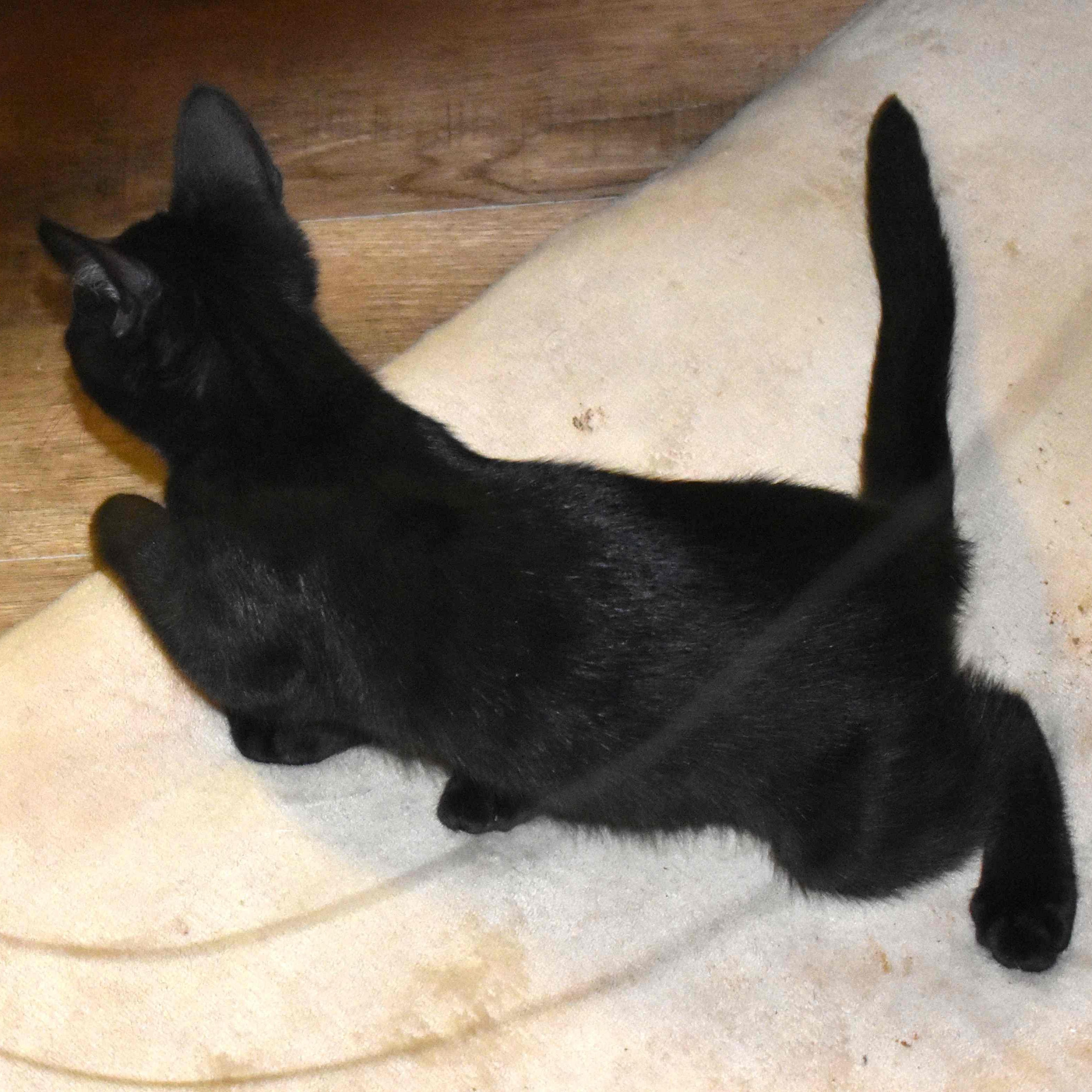 Enlarge Onyx, a Adoptable Domestic Short Hair in Colfax, CA image 4/6