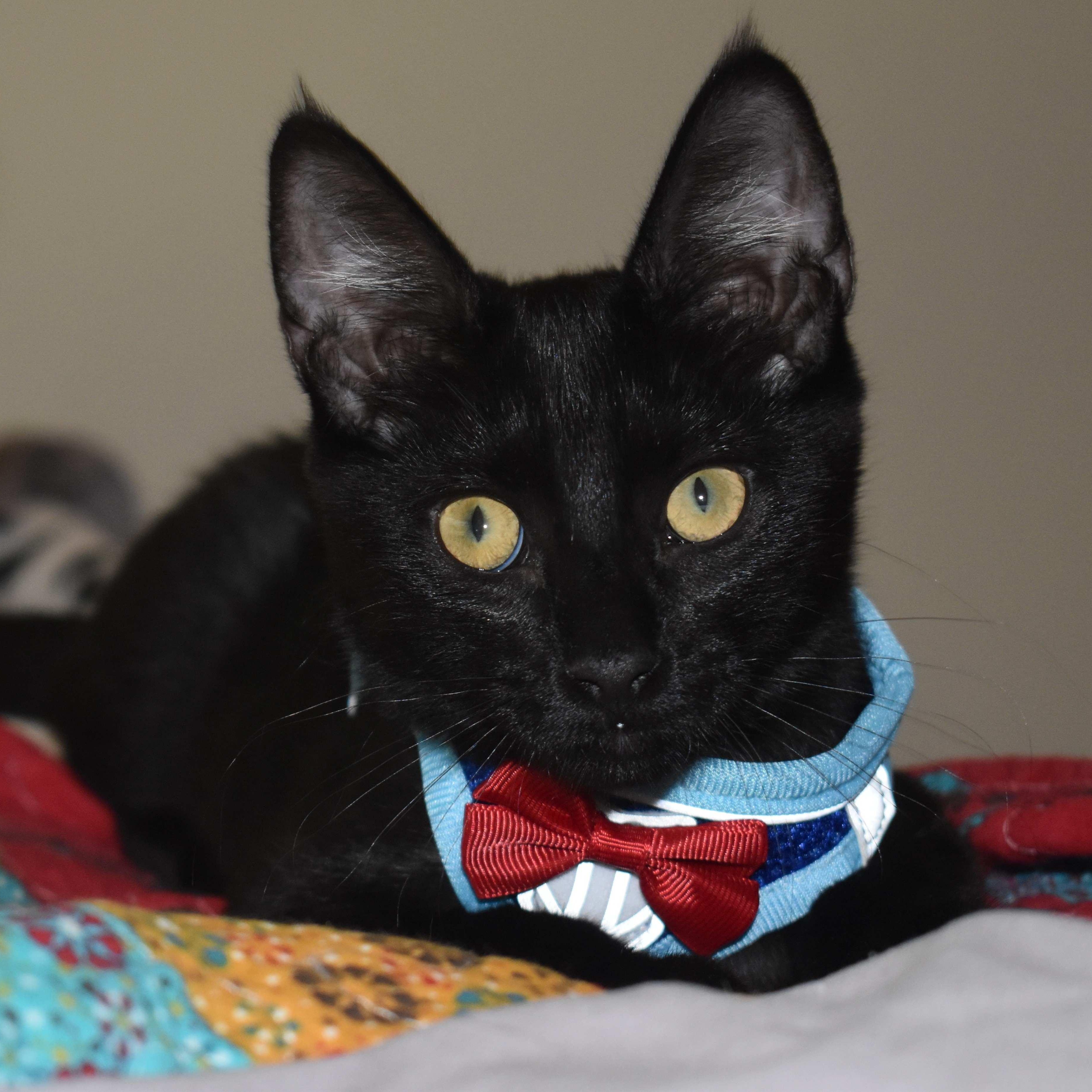 Enlarge Onyx, a Adoptable Domestic Short Hair in Colfax, CA image 3/6
