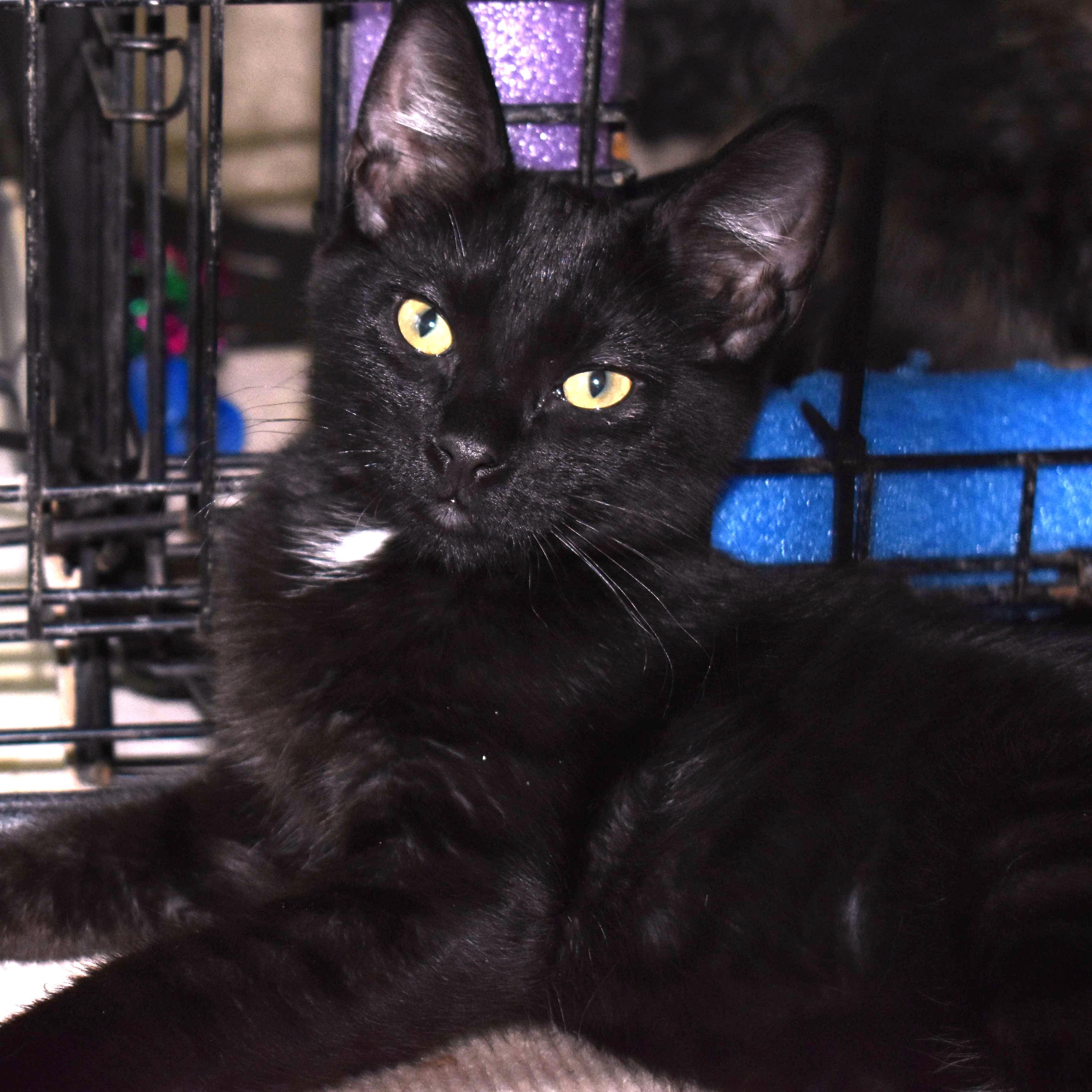 Enlarge Onyx, a Adoptable Domestic Short Hair in Colfax, CA image 2/6