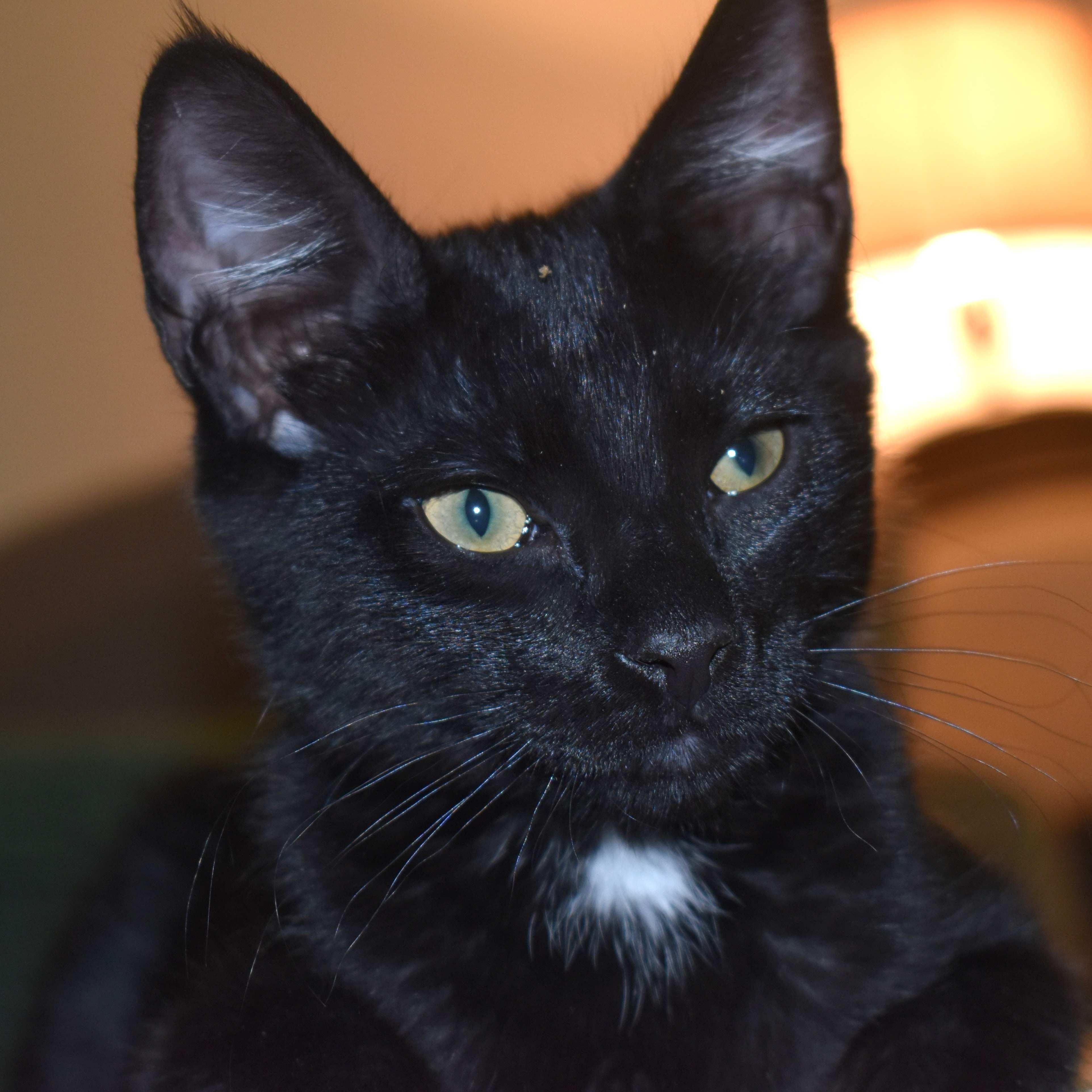 Onyx, Adoptable, Young Male Domestic Short Hair.