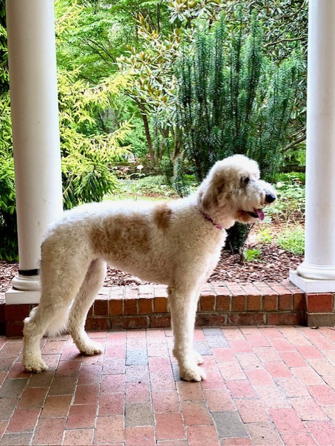 STAR, a Adopted mixed breed in Greensboro, NC image 5/6