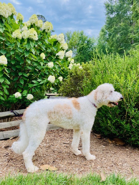 STAR, a Adopted mixed breed in Greensboro, NC image 3/6