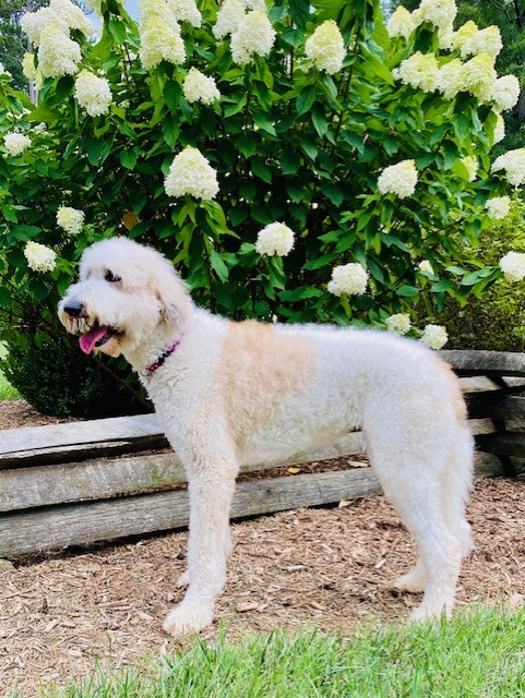 STAR, a Adopted mixed breed in Greensboro, NC image 2/6