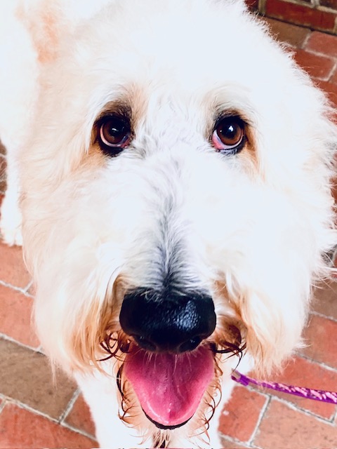 STAR, Adopted, Adult Female Standard Poodle & Borzoi.