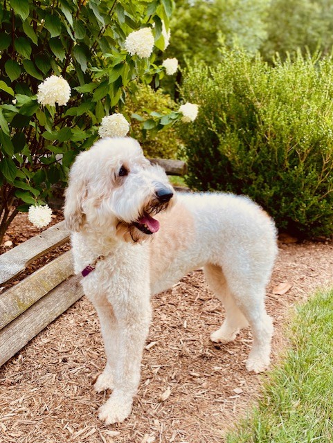 STAR, a Adopted mixed breed in Greensboro, NC image 6/6