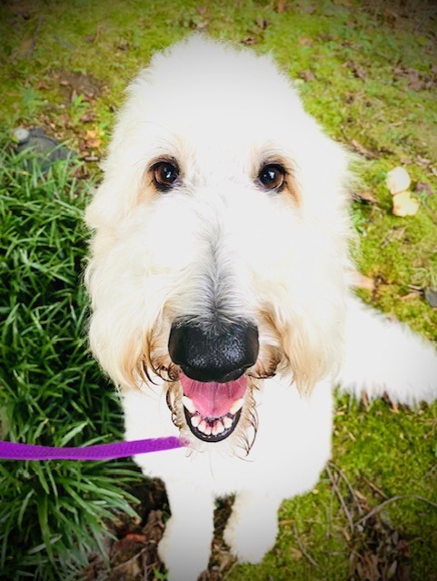 STAR, a Adopted mixed breed in Greensboro, NC image 4/6