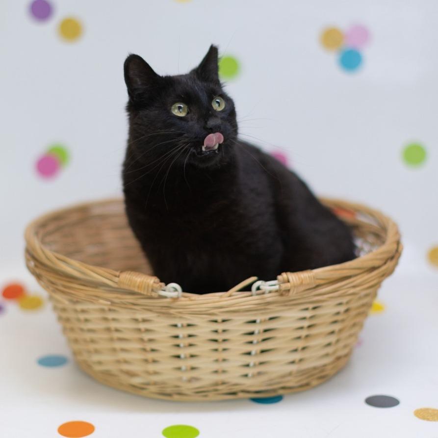 McFlurry-C, Adoptable, Adult Female Domestic Short Hair.