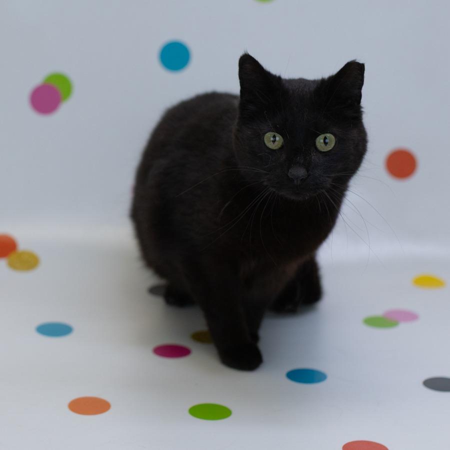 McFlurry-C, a Adoptable Domestic Short Hair in East Saint Louis, IL image 1/4
