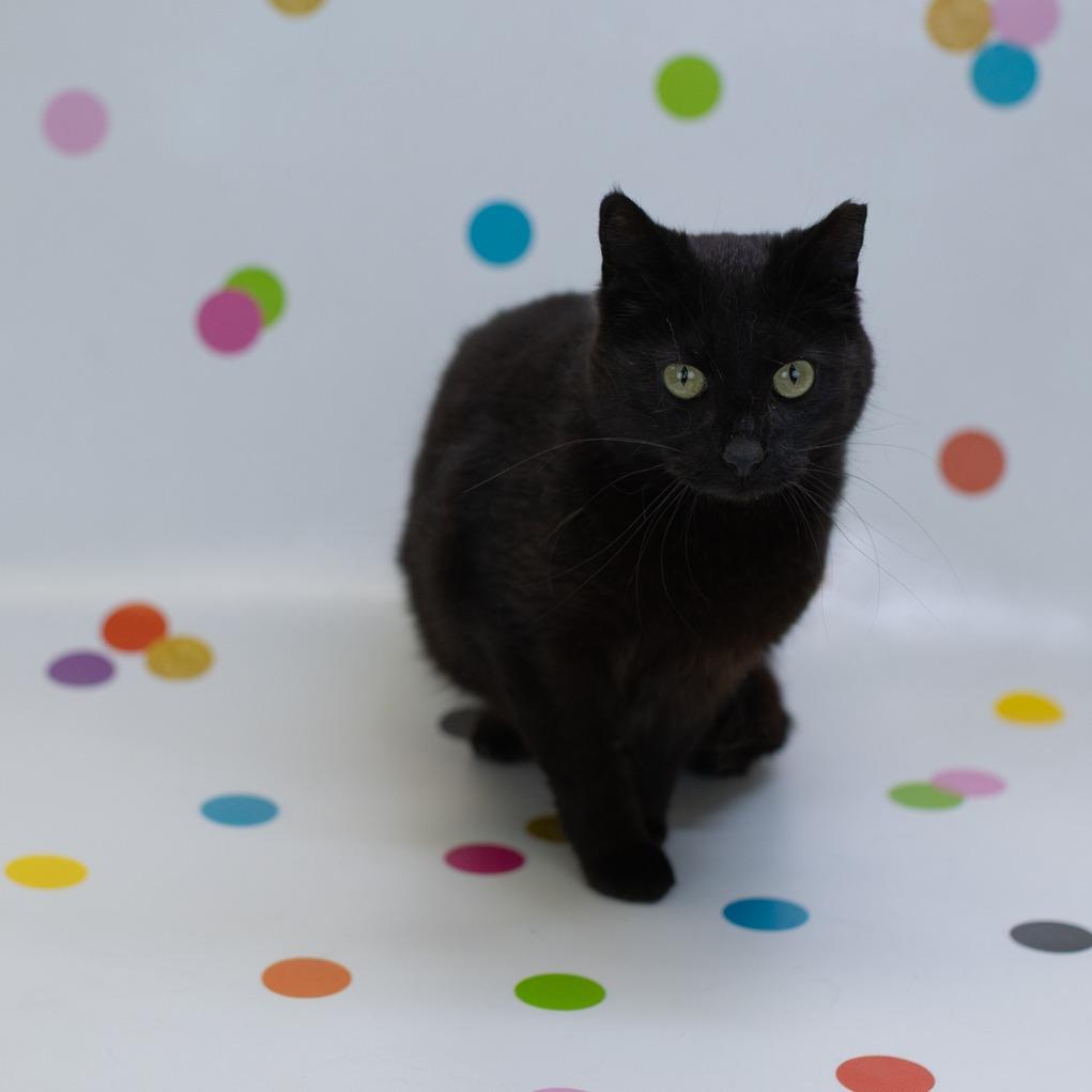 McFlurry-C, a Adoptable Domestic Short Hair in East Saint Louis, IL image 2/4