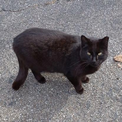 McFlurry-C, a Adoptable Domestic Short Hair in East Saint Louis, IL image 3/4