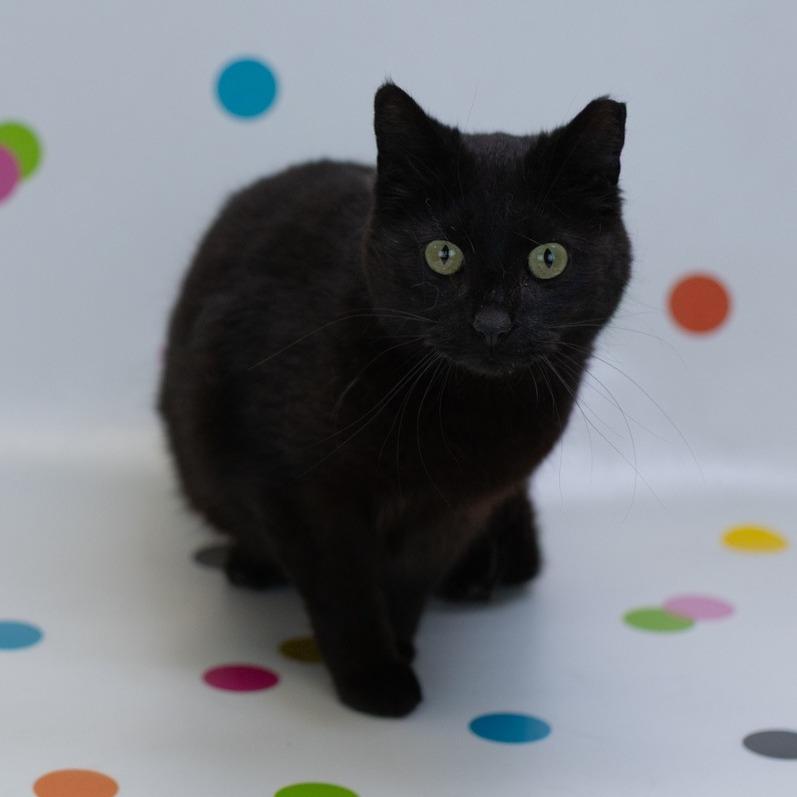 McFlurry-C, a Adoptable Domestic Short Hair in East Saint Louis, IL image 3/4