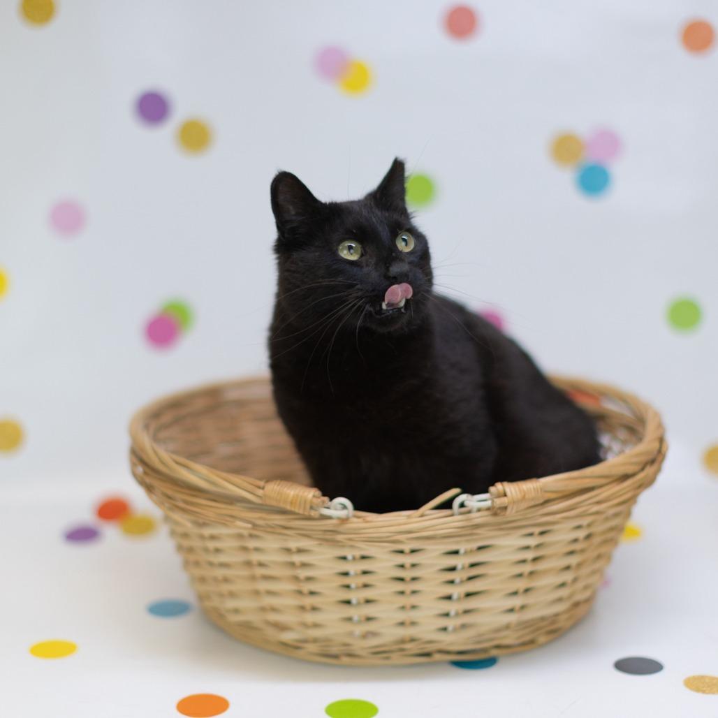 McFlurry-C, a Adoptable Domestic Short Hair in East Saint Louis, IL image 4/4
