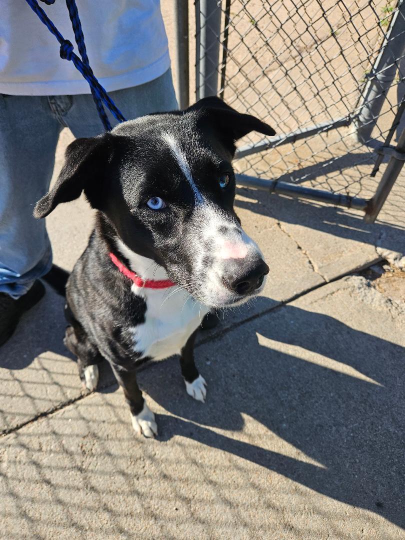 Lincoln, ADOPTABLE, Young Male Labrador Retriever & Husky.