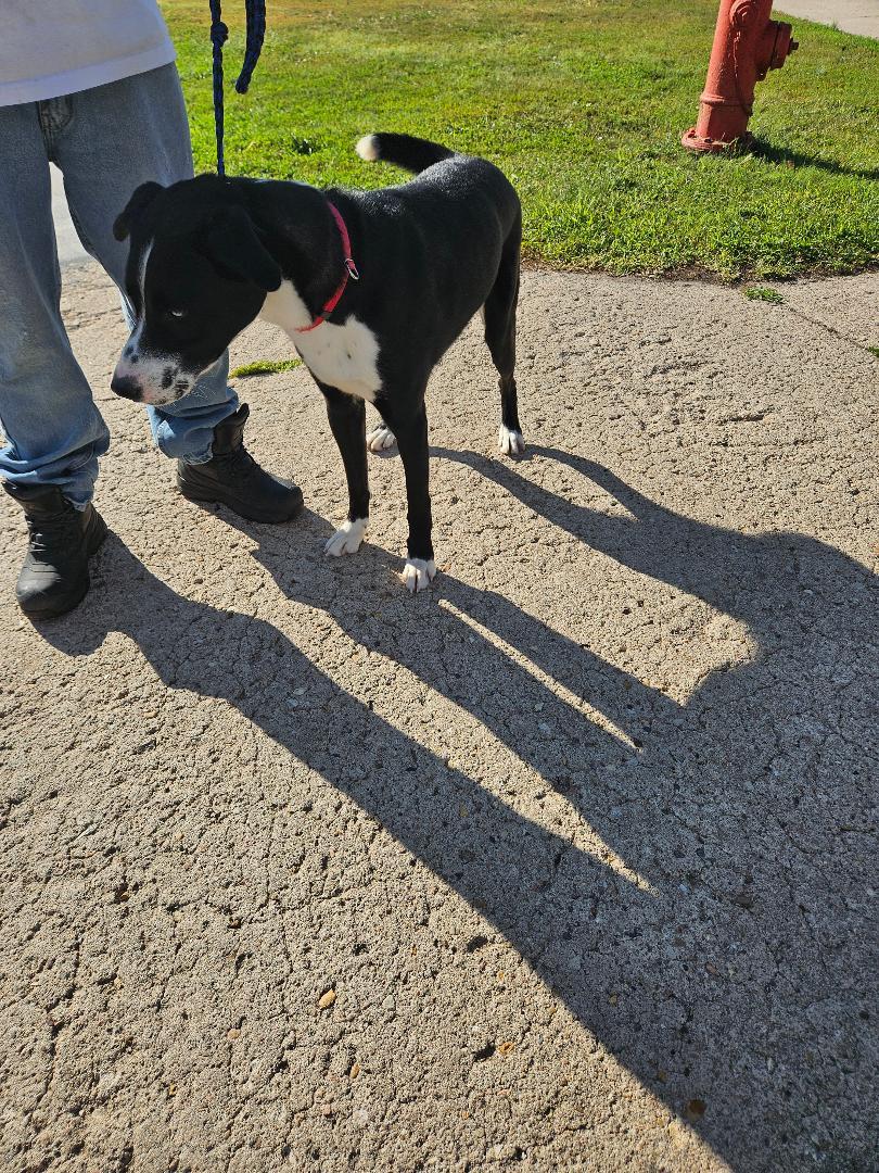 Lincoln, a ADOPTABLE mixed breed in Norton, KS image 4/4