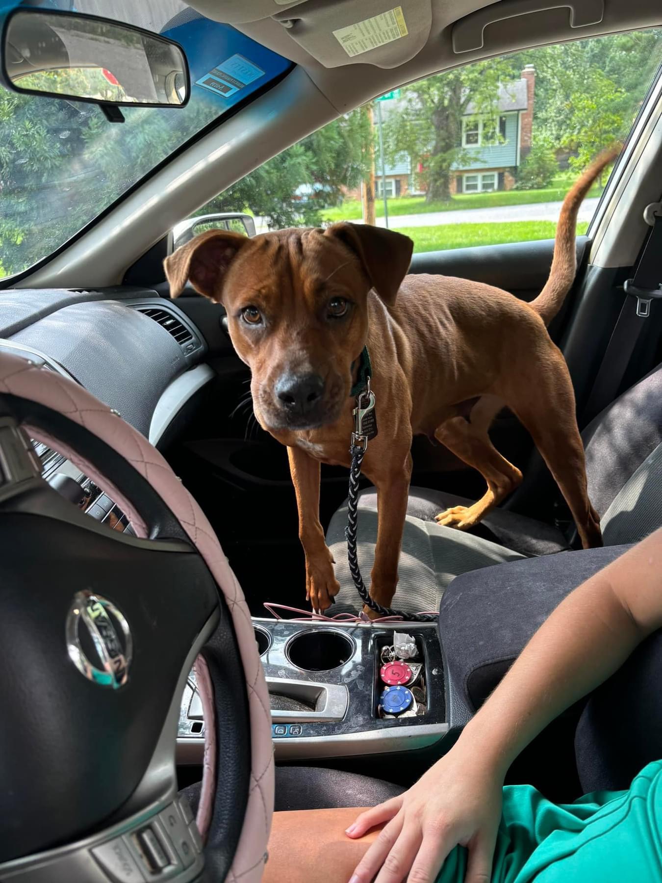 Enlarge Heather, a Adopted  in Scottsville, KY image 2/3