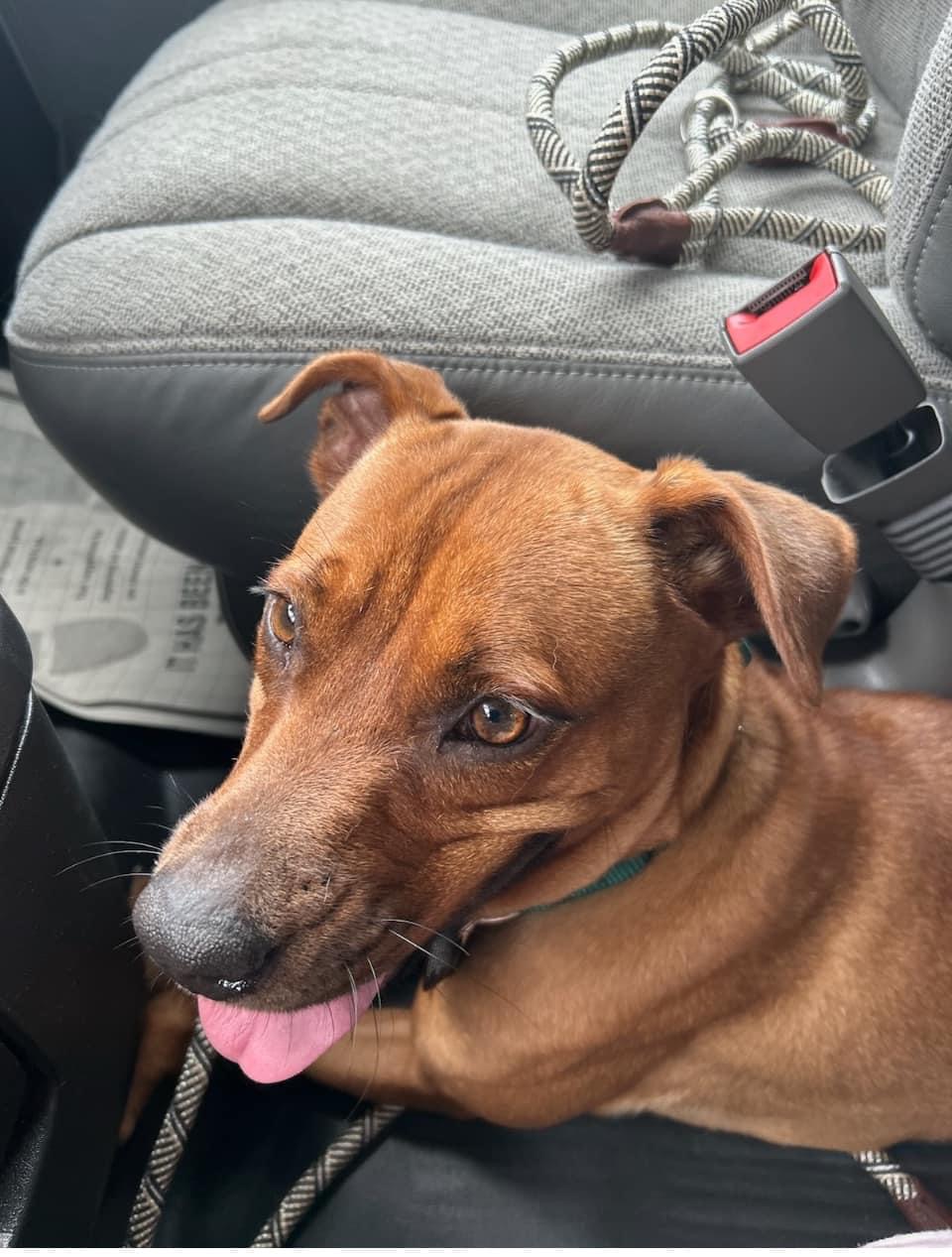 Enlarge Heather, a Adopted  in Scottsville, KY image 3/3