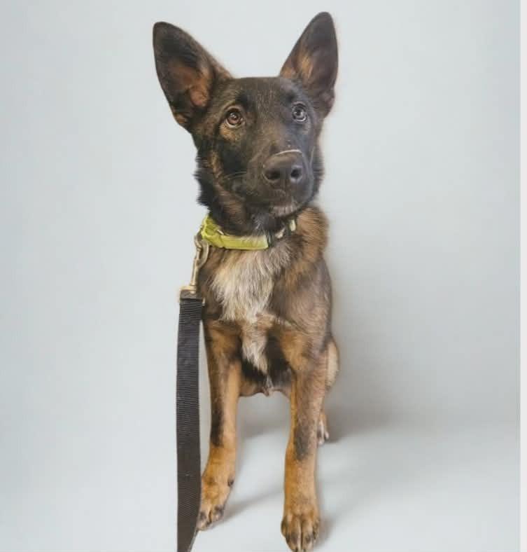 Enlarge Charlie Brown, a Adoptable mixed breed in Johnston, IA image 1/2