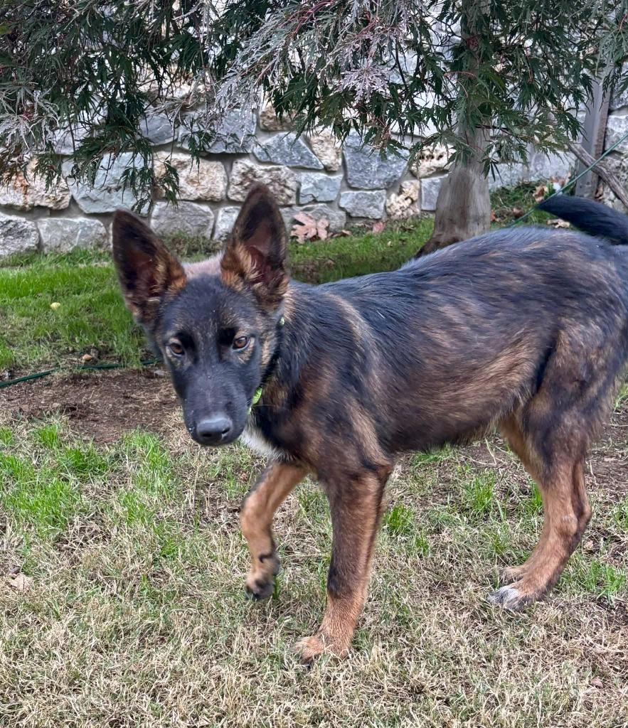 Enlarge Charlie Brown, a Adoptable mixed breed in Johnston, IA image 2/2