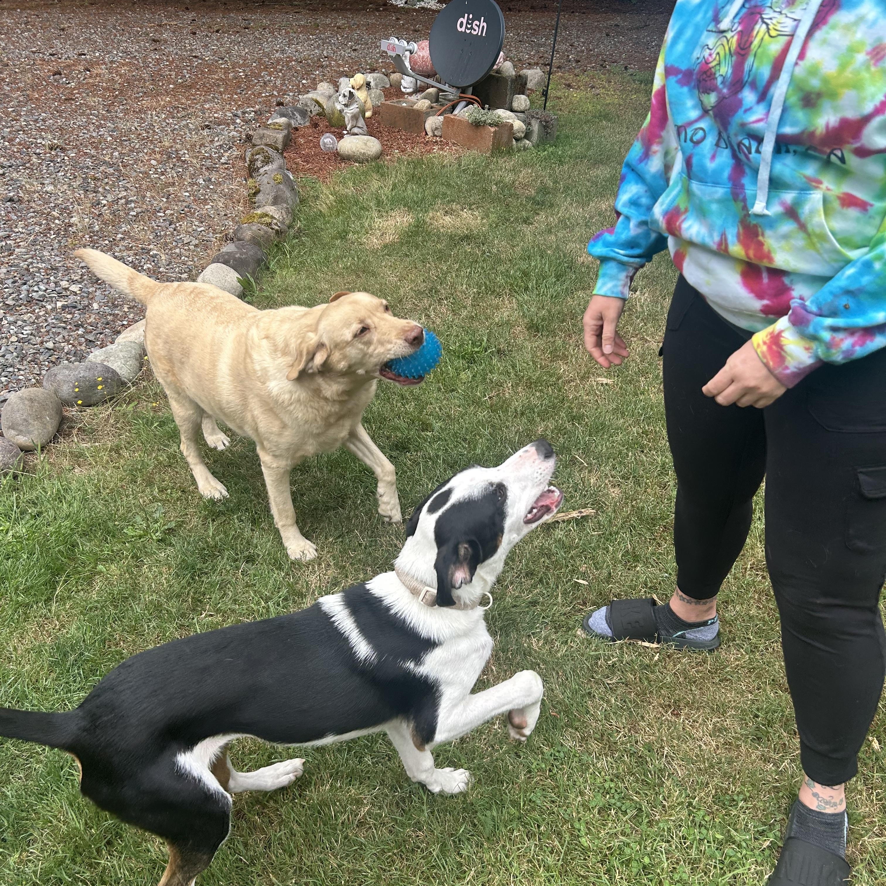 Murphy, a Adoptable mixed breed in Olympia, WA image 6/6