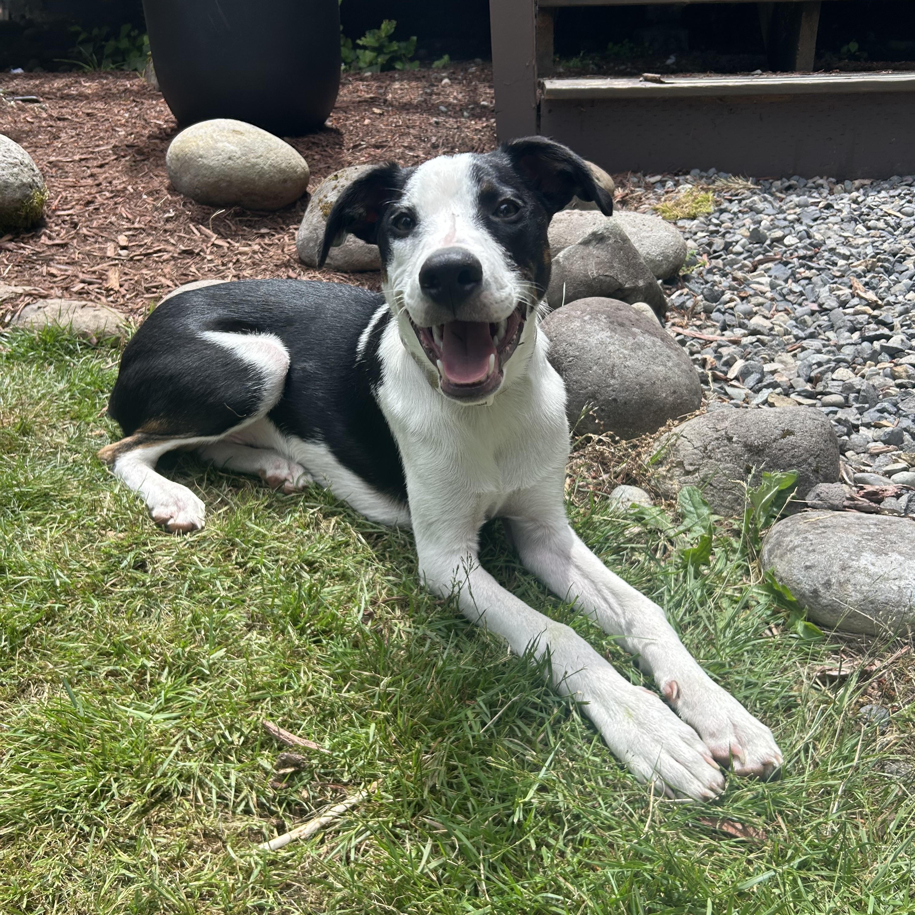 Murphy, Adoptable, Young Male American Staffordshire Terrier.