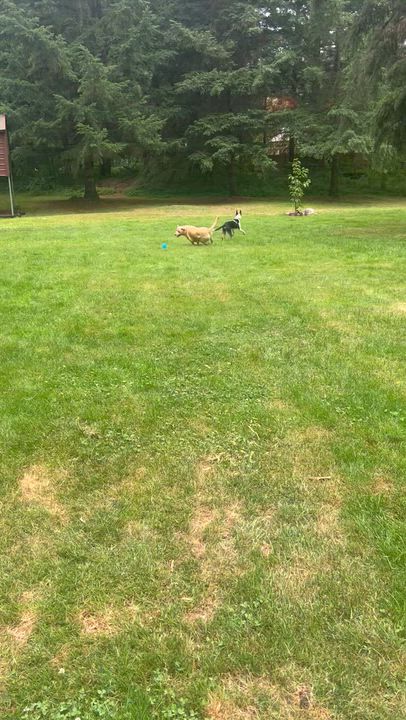 Enlarge Murphy, a Adoptable mixed breed in Olympia, WA video 5/6
