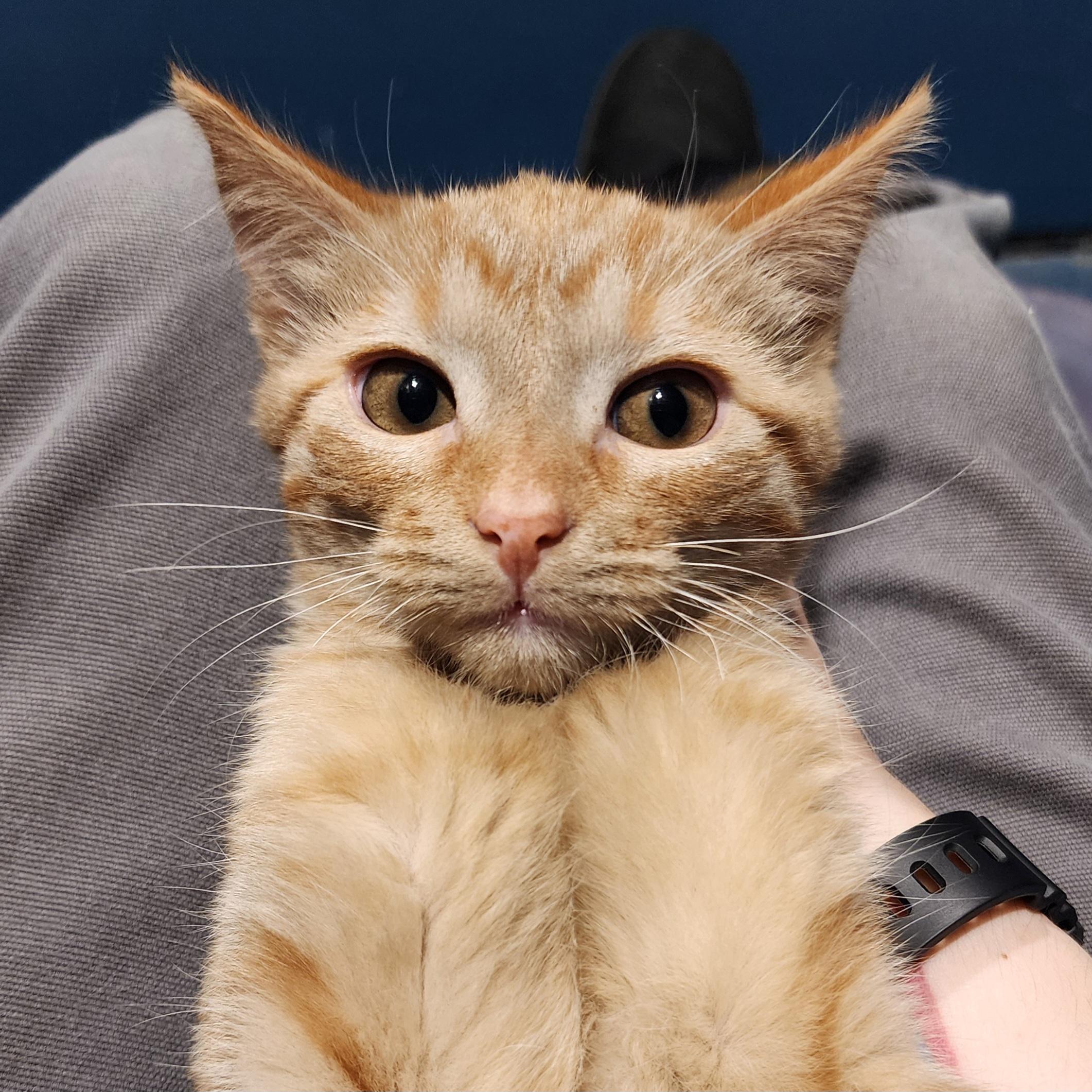 Enlarge Bonnie, an adopted Domestic Short Hair in Ely, MN image 1/2