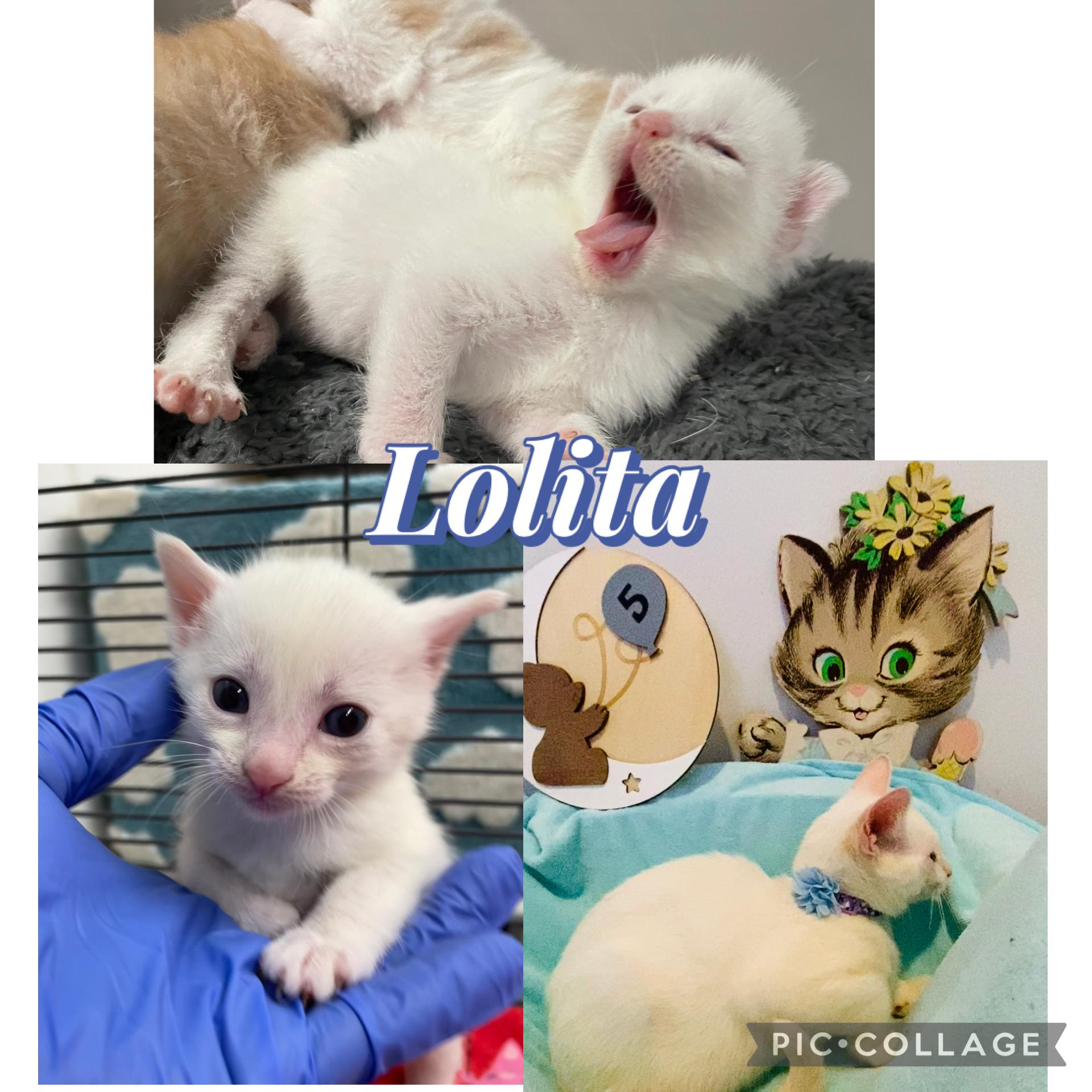 Lolita and Pedrito photo 3