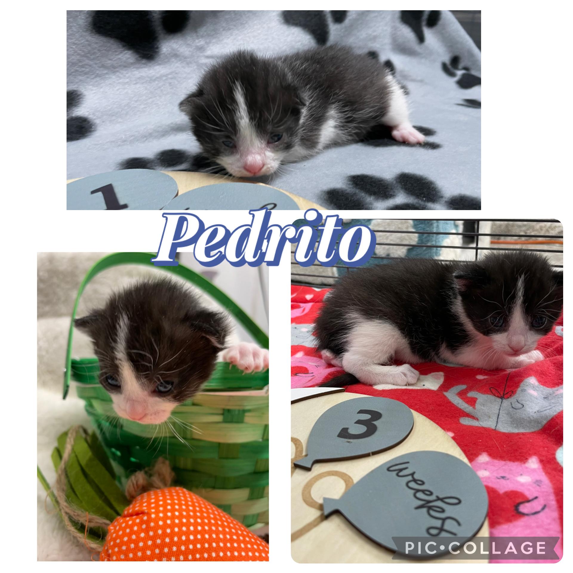 Lolita and Pedrito photo 6