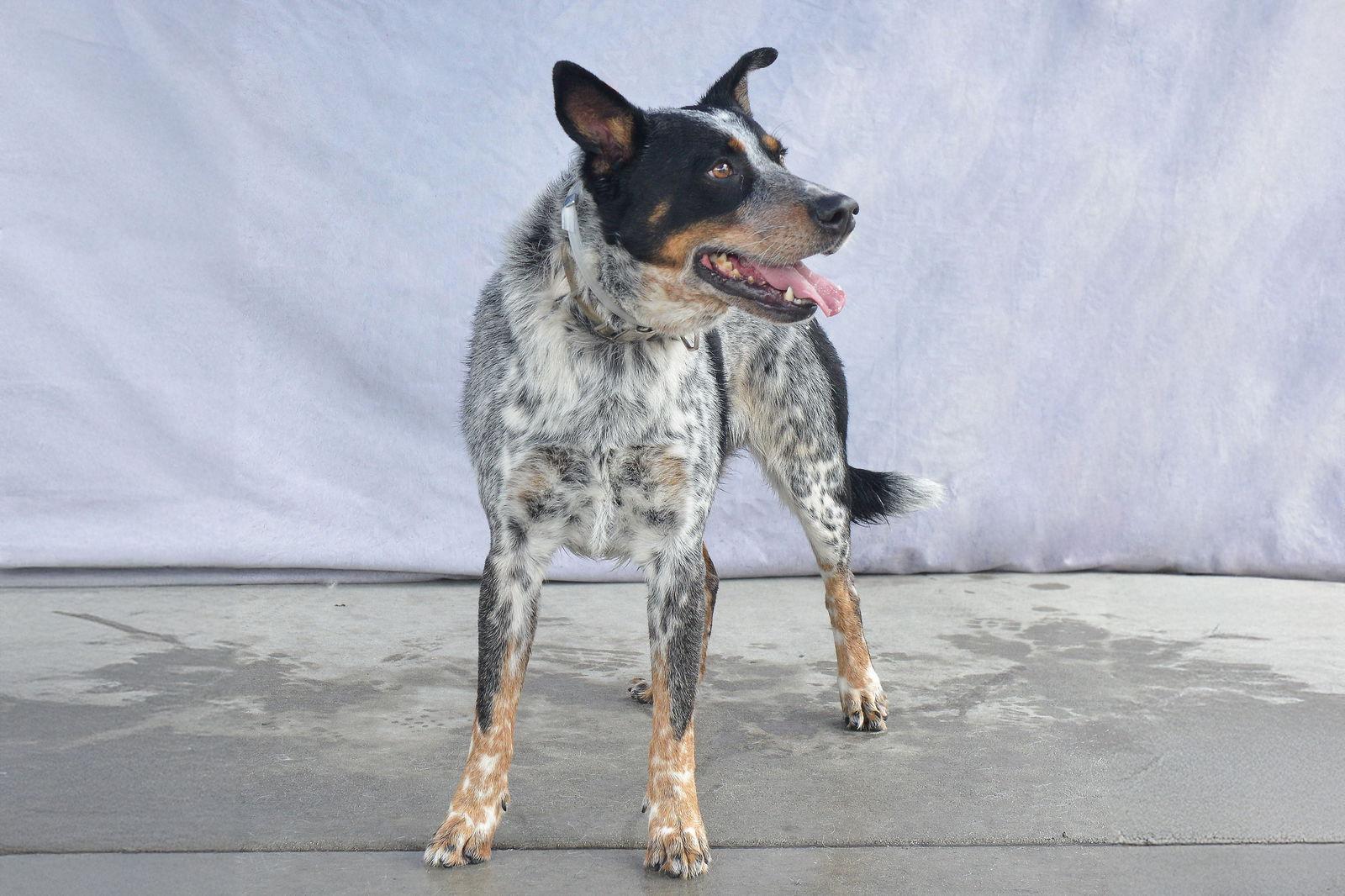 DRAKO, Adoptable, Adult Male Australian Cattle Dog / Blue Heeler.