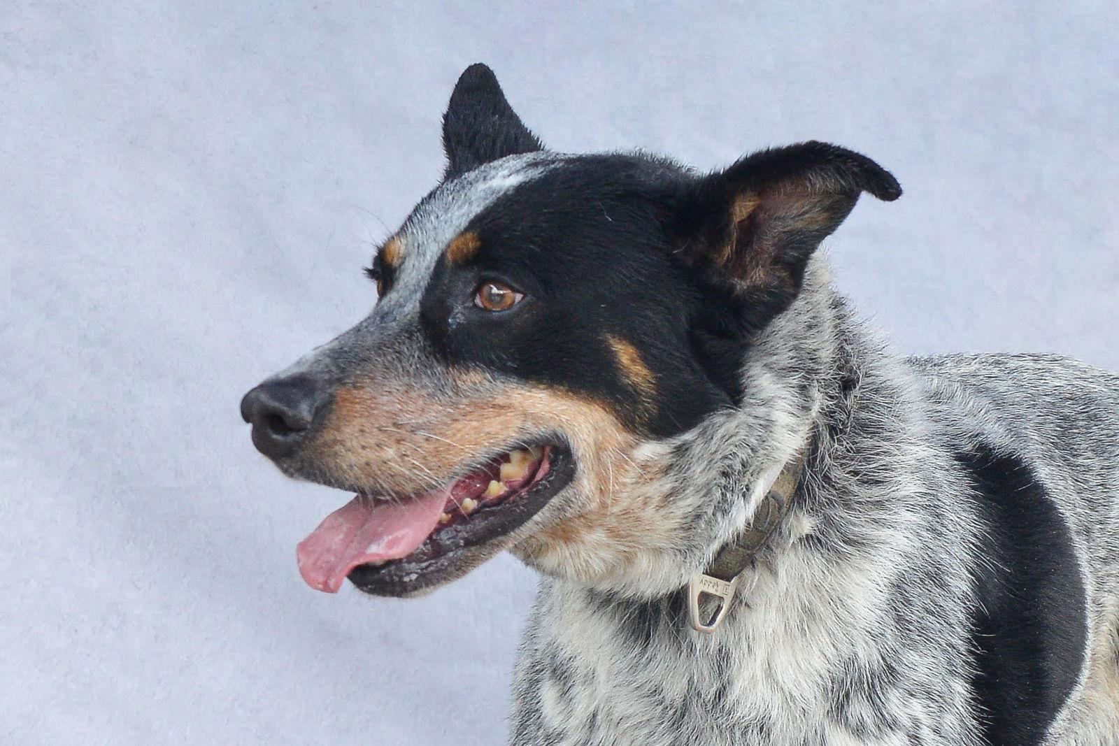 DRAKO, a Adoptable Australian Cattle Dog / Blue Heeler in Pasadena, CA image 2/2