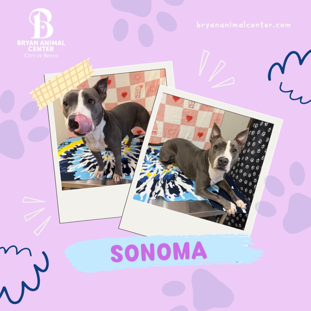 Enlarge Sonoma, a Adoptable mixed breed in Bryan, TX image 1/6