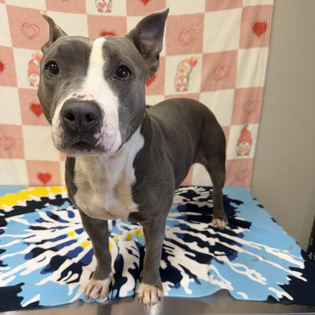 Enlarge Sonoma, a Adoptable mixed breed in Bryan, TX image 2/6