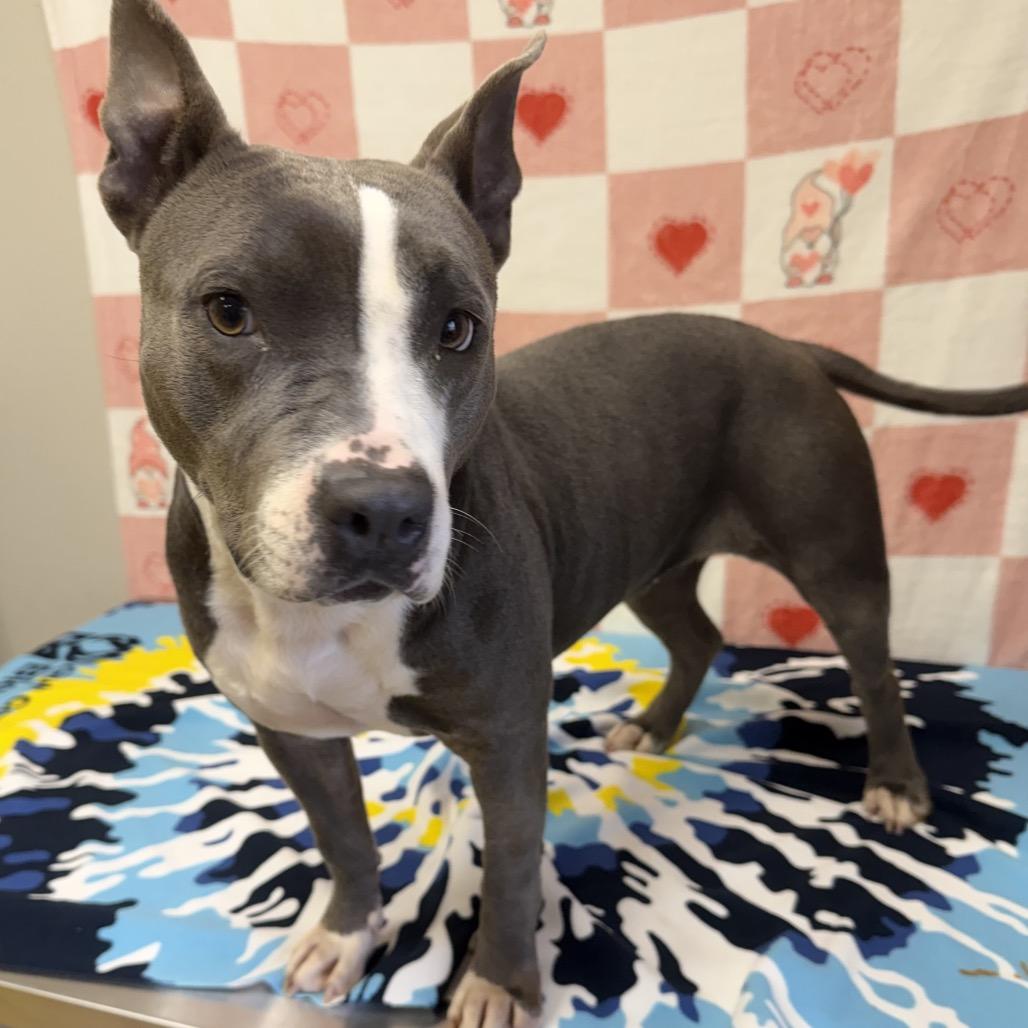 Enlarge Sonoma, a Adoptable mixed breed in Bryan, TX image 3/6