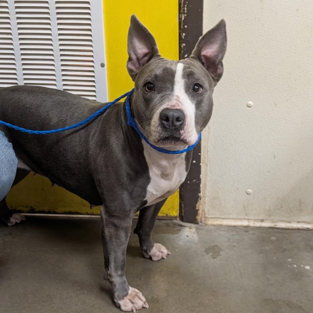 Sonoma, Adoptable, Adult Female Pit Bull Terrier.