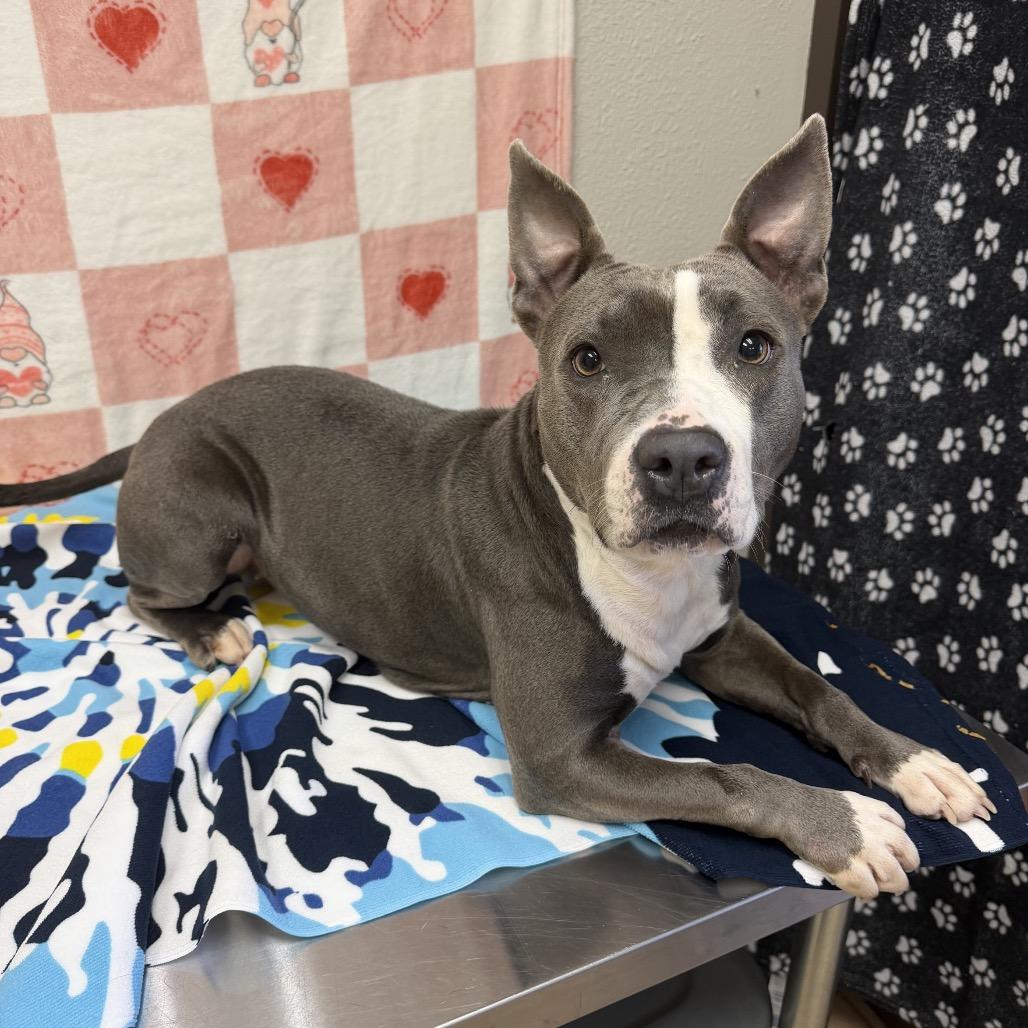 Enlarge Sonoma, a Adoptable mixed breed in Bryan, TX image 6/6