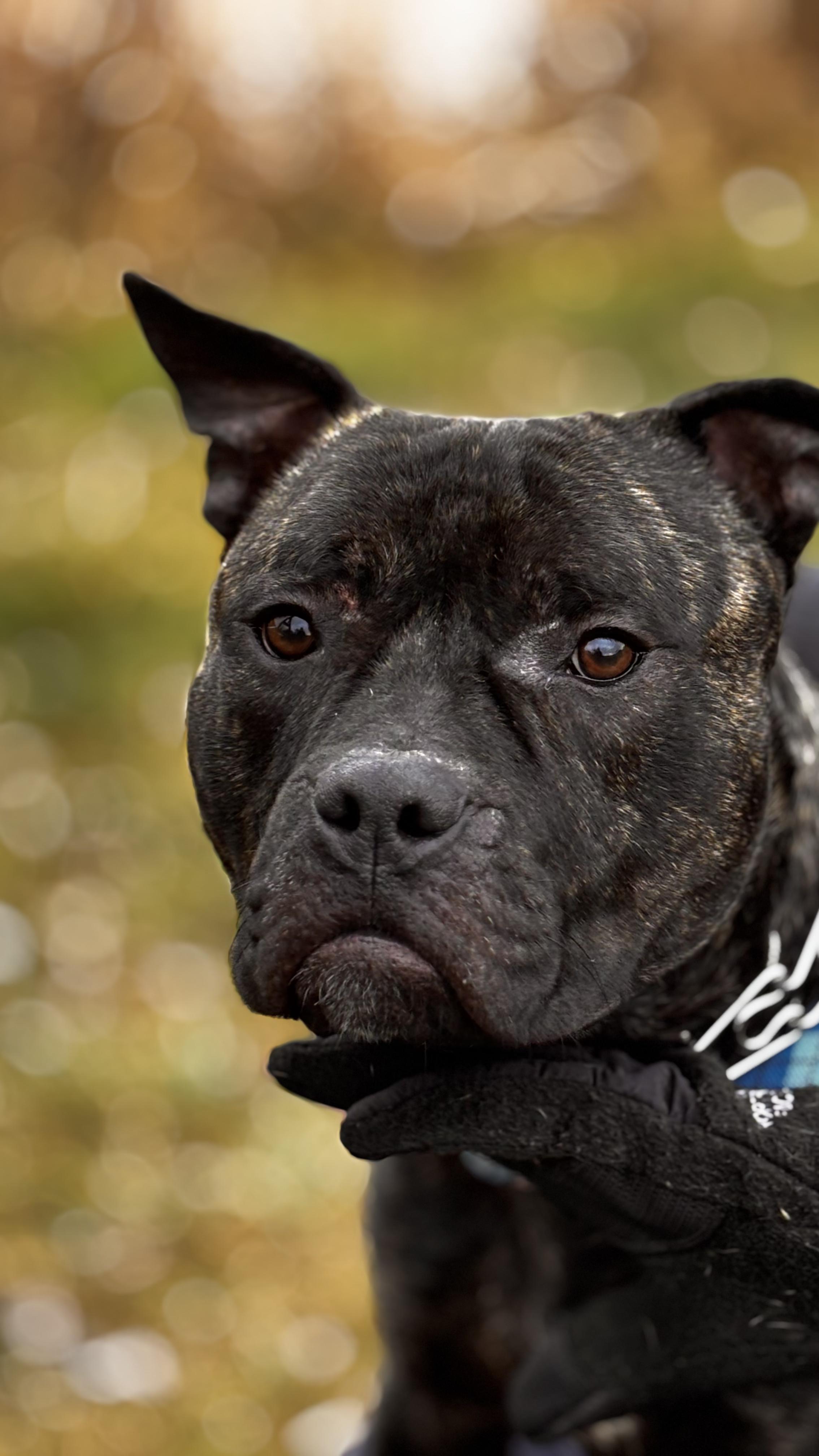 Tyson, Adoptable, Adult Male Mixed Breed.