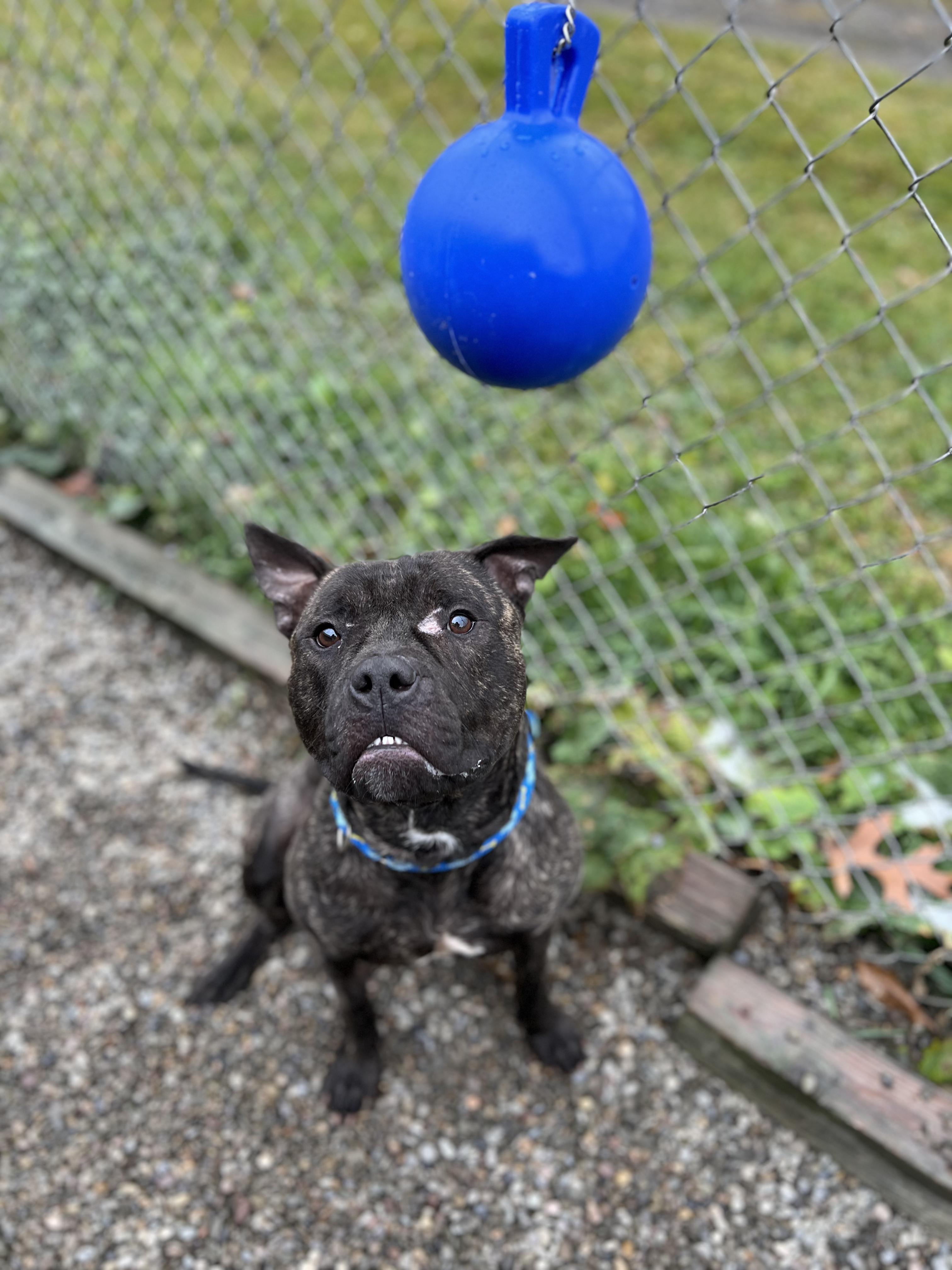 Tyson, Adoptable, Adult Male Mixed Breed.