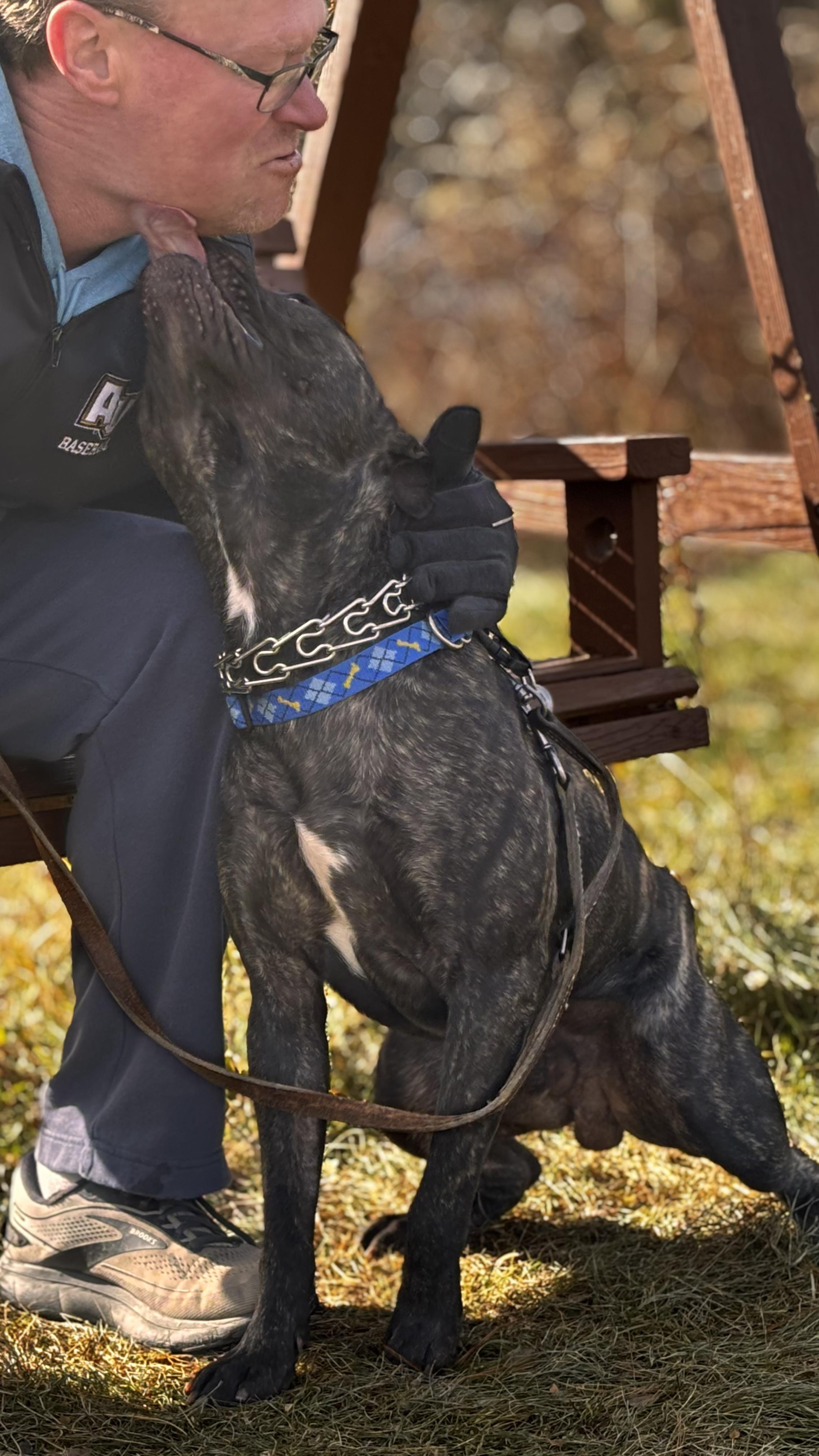 Enlarge Tyson, a Adoptable mixed breed in Elmira, NY image 2/6