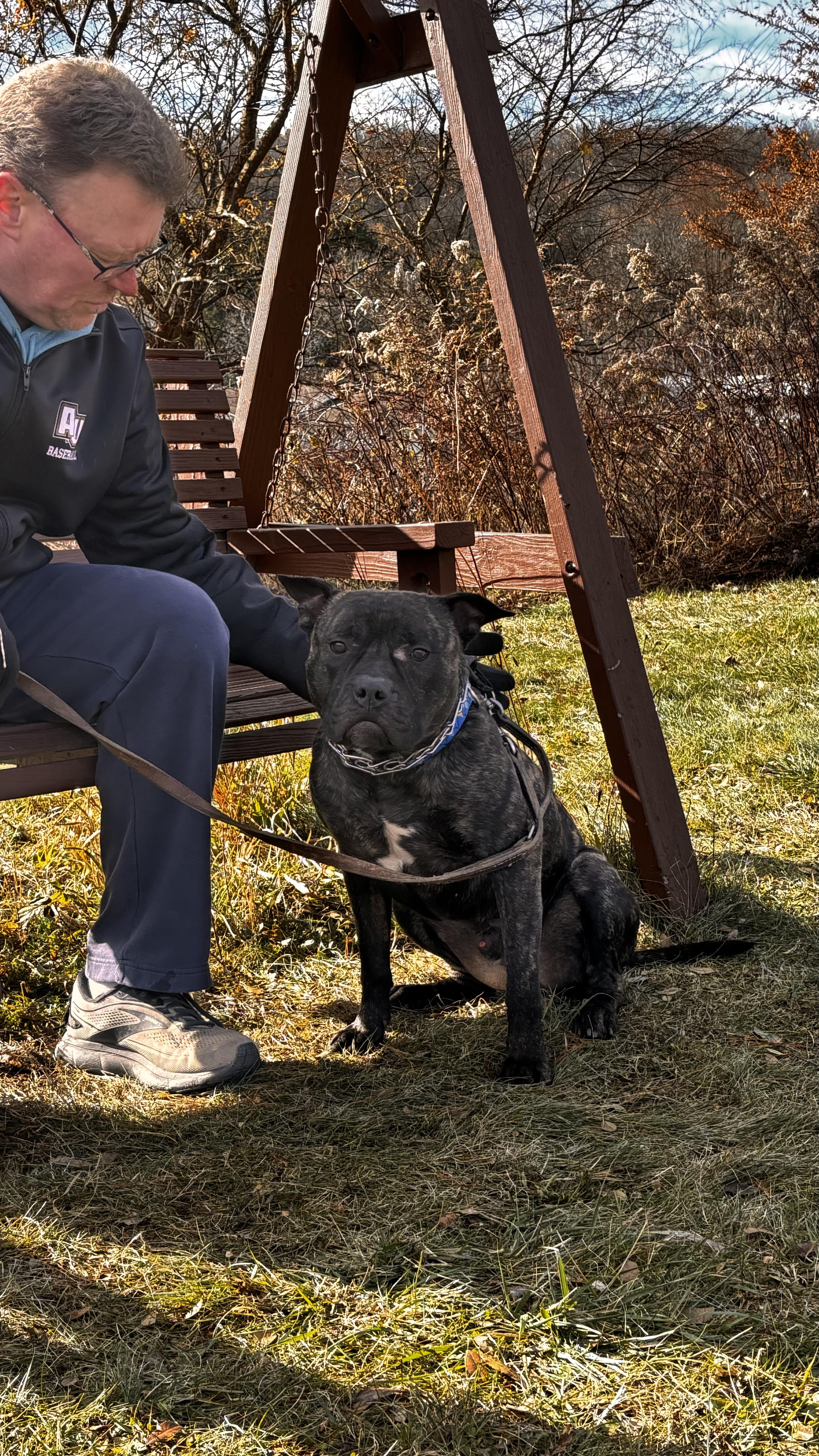 Enlarge Tyson, a Adoptable mixed breed in Elmira, NY image 4/6