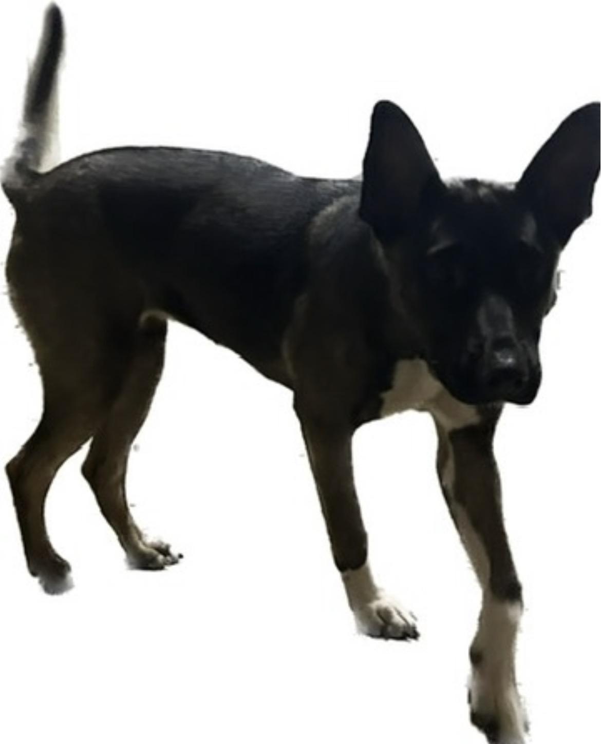 Enlarge Nova, a ADOPTABLE Mixed Breed in Belleville, IL image 1/1