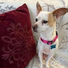 Enlarge Della, a ADOPTABLE mixed breed in Tulsa, OK image 1/3