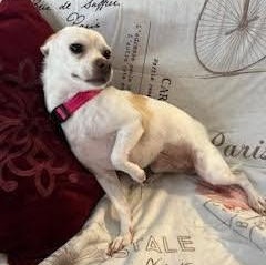 Enlarge Della, a ADOPTABLE mixed breed in Tulsa, OK image 2/3