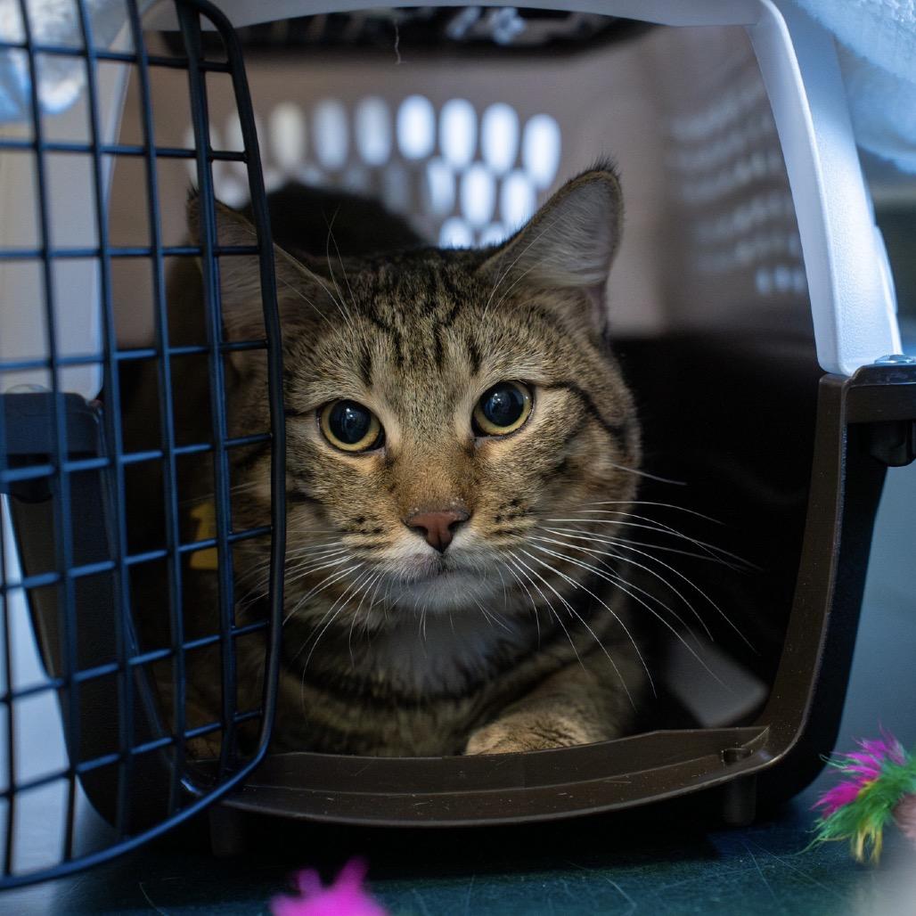 Mahogany-$50, Adoptable, Young Male Domestic Short Hair.