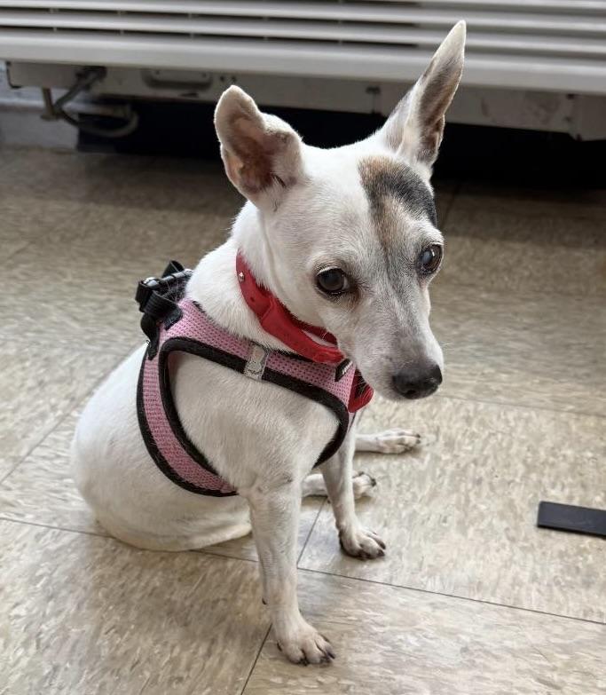 Enlarge Rita, a Adoptable Chihuahua in Glendale, NY image 1/1