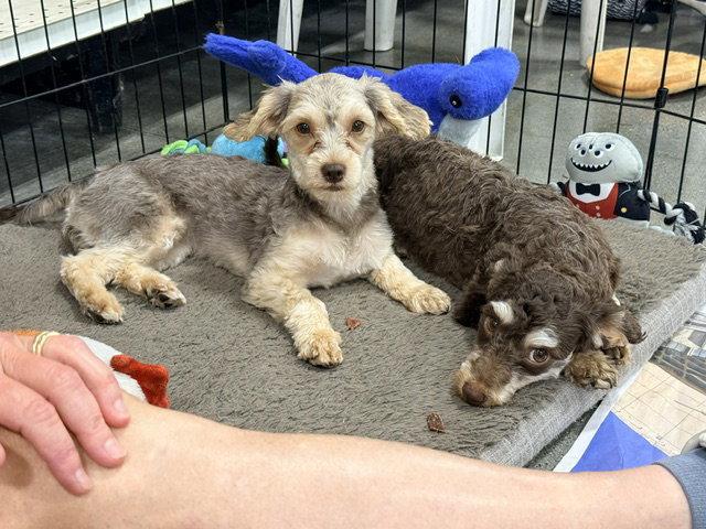 Enlarge LUCY, a Adoptable mixed breed in Agoura Hills, CA image 2/2