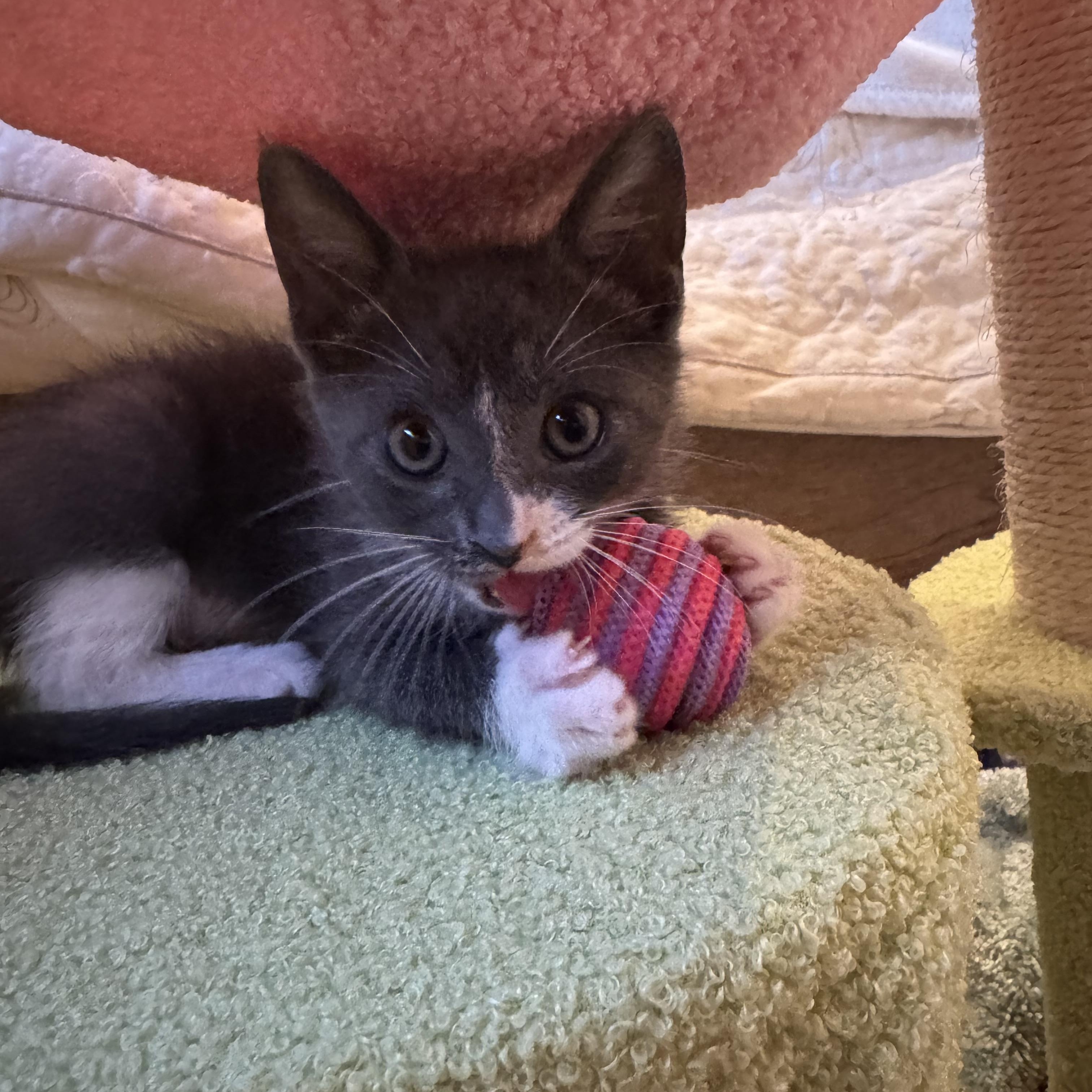 Gracey, a Adopted mixed breed in Windermere, FL image 2/6