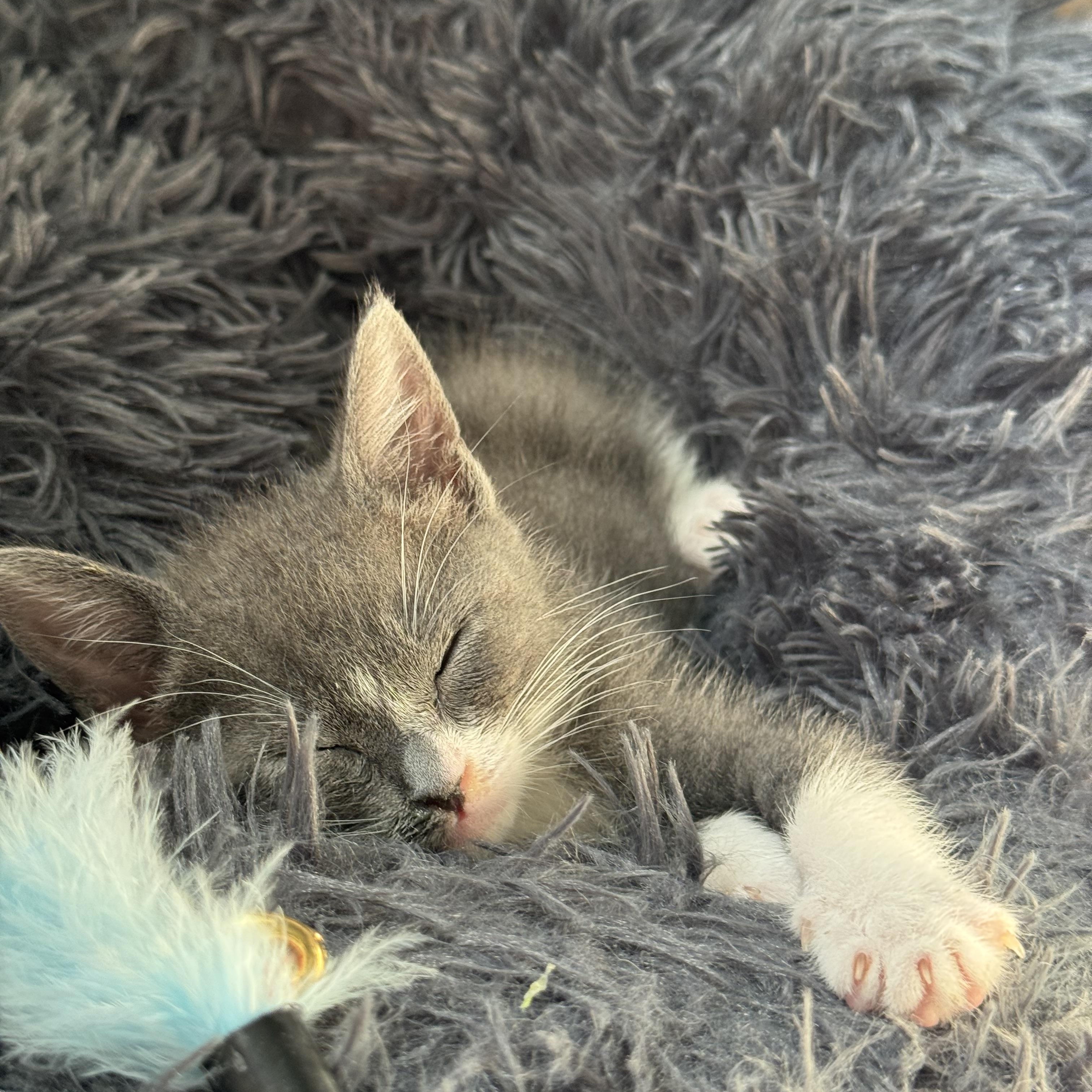 Gracey, a Adopted mixed breed in Windermere, FL image 4/6