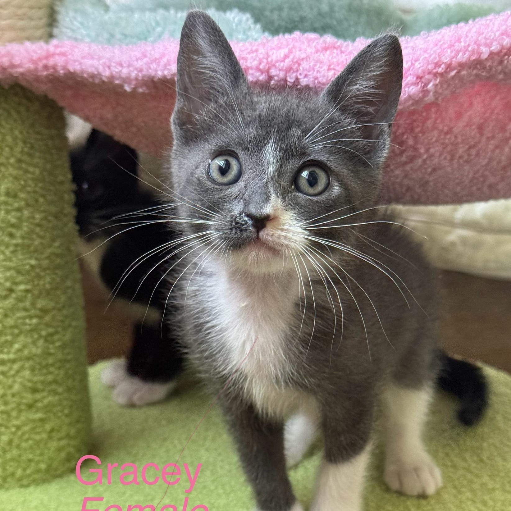 Gracey, Adopted, Kitten Female Domestic Short Hair.