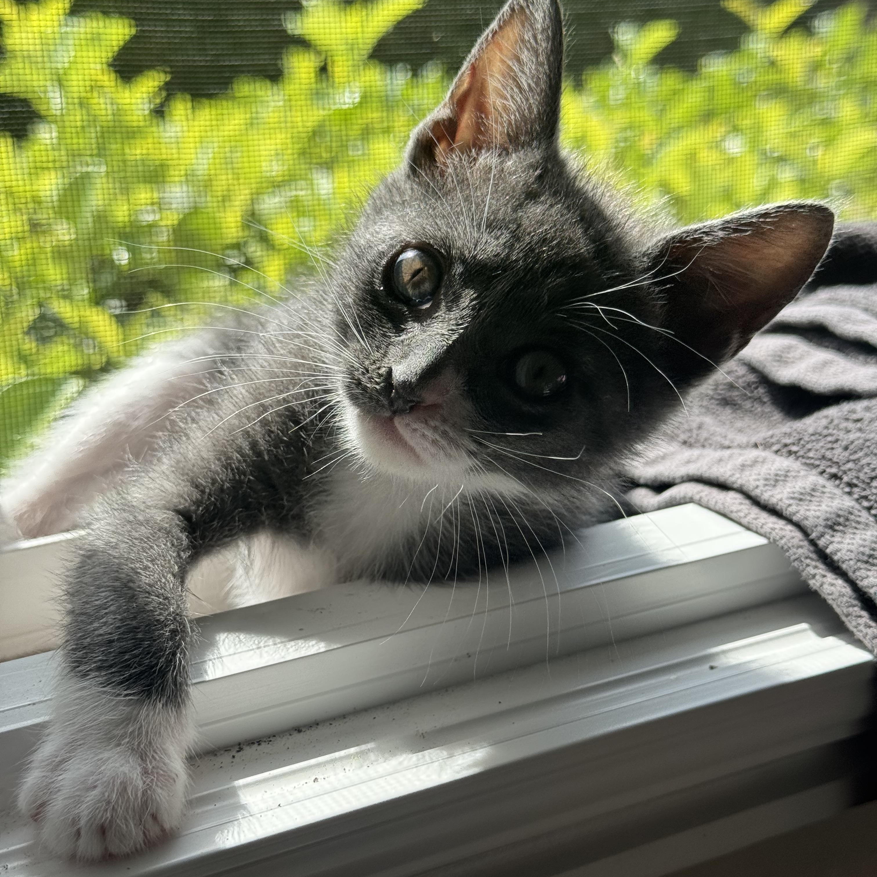 Gracey, a Adopted mixed breed in Windermere, FL image 3/6