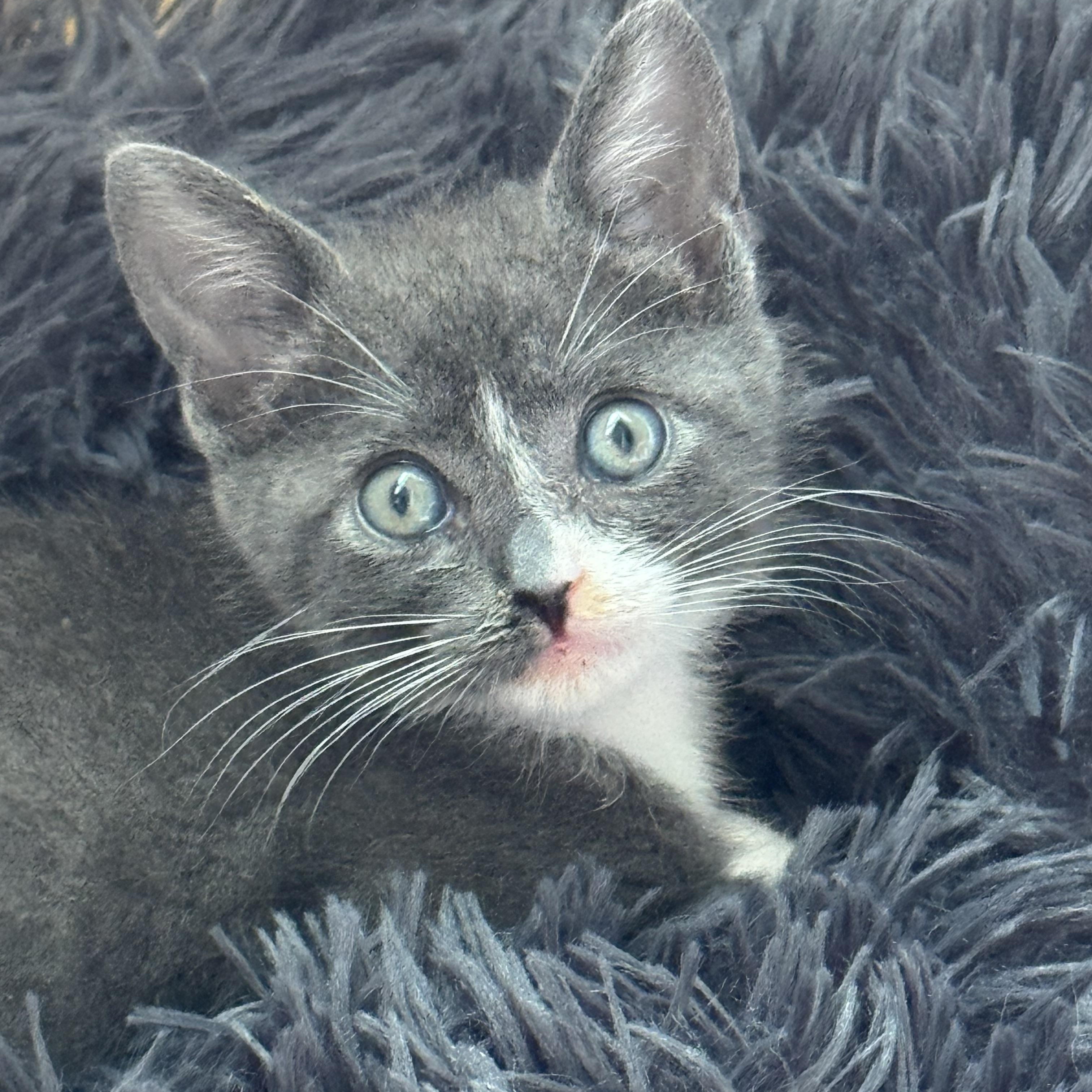 Gracey, a Adopted mixed breed in Windermere, FL image 5/6